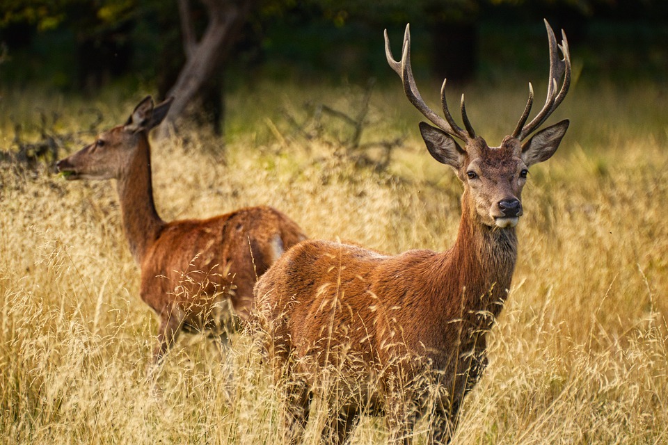 Natuuropleiding - Dieren