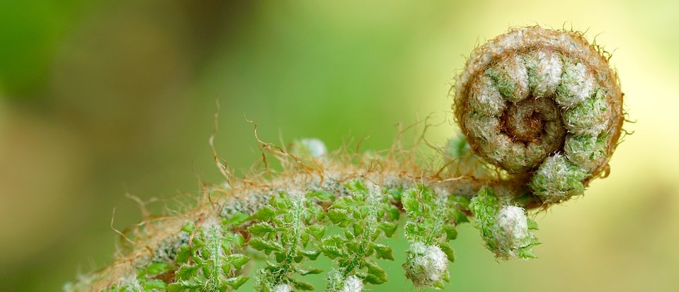 Natuuropleiding - Planten